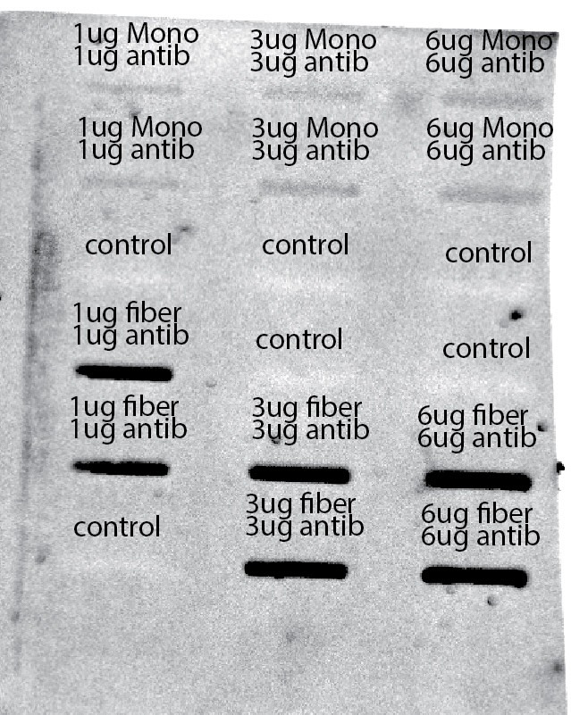 antibody assay