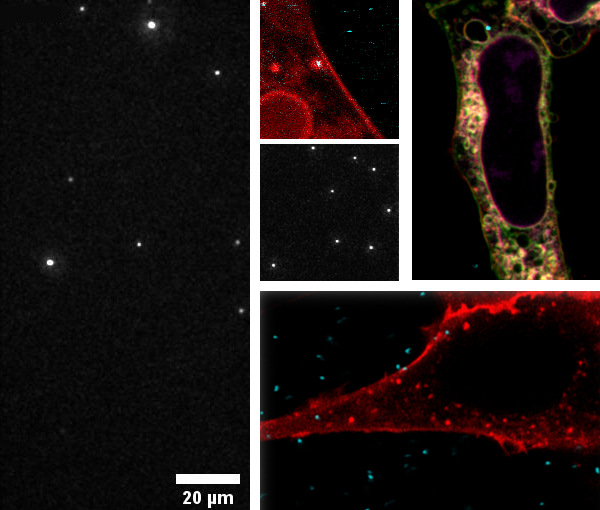 Fluorescence imaging