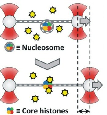 The DNA with attached proteins is called chromatin. This is located in the cell nucleus. Chromatin is made by wrapping DNA around nucleosomes. These are protein complexes consisting of 8 histones. To read the DNA, the DNA must be unwound from the nucleosomes and later rolled up again so that it can be stored compactly in the cell nucleus. In this study, this coiling and uncoiling was investigated and in particular how the interaction with some histones and accessory proteins takes place.