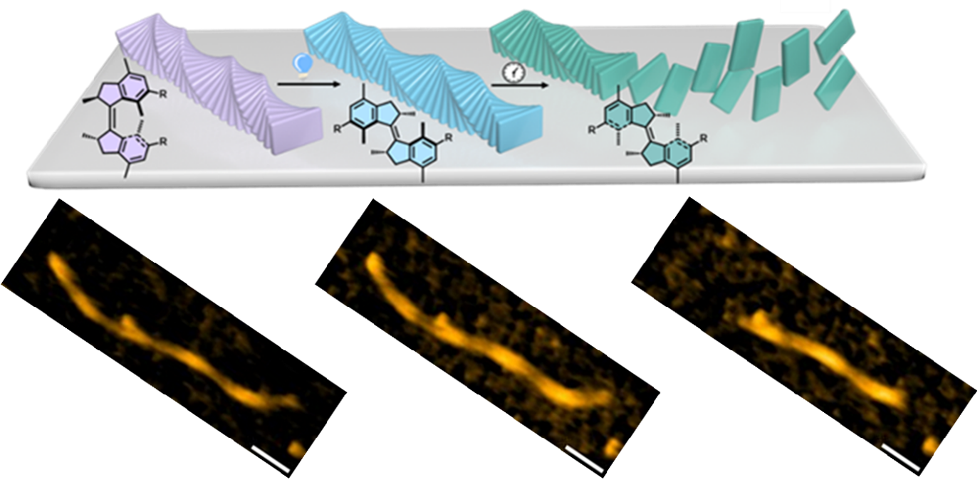 Upon irradiating the polymer, the molecular motor changes it state and the polymer starts to fall apart from the ends. Top shows the process schematically. Bottom shows the actual HS-AFM microscopy images. Scale bar 50 nm.