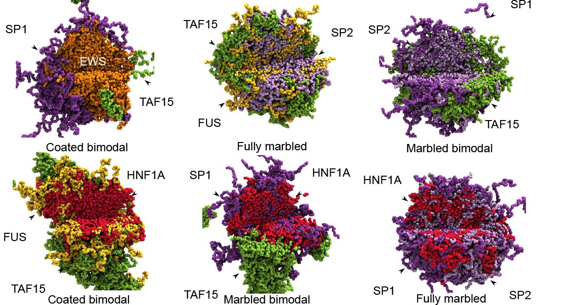 Selective phase separation of transcription factors is driven by orthogonal molecular grammar