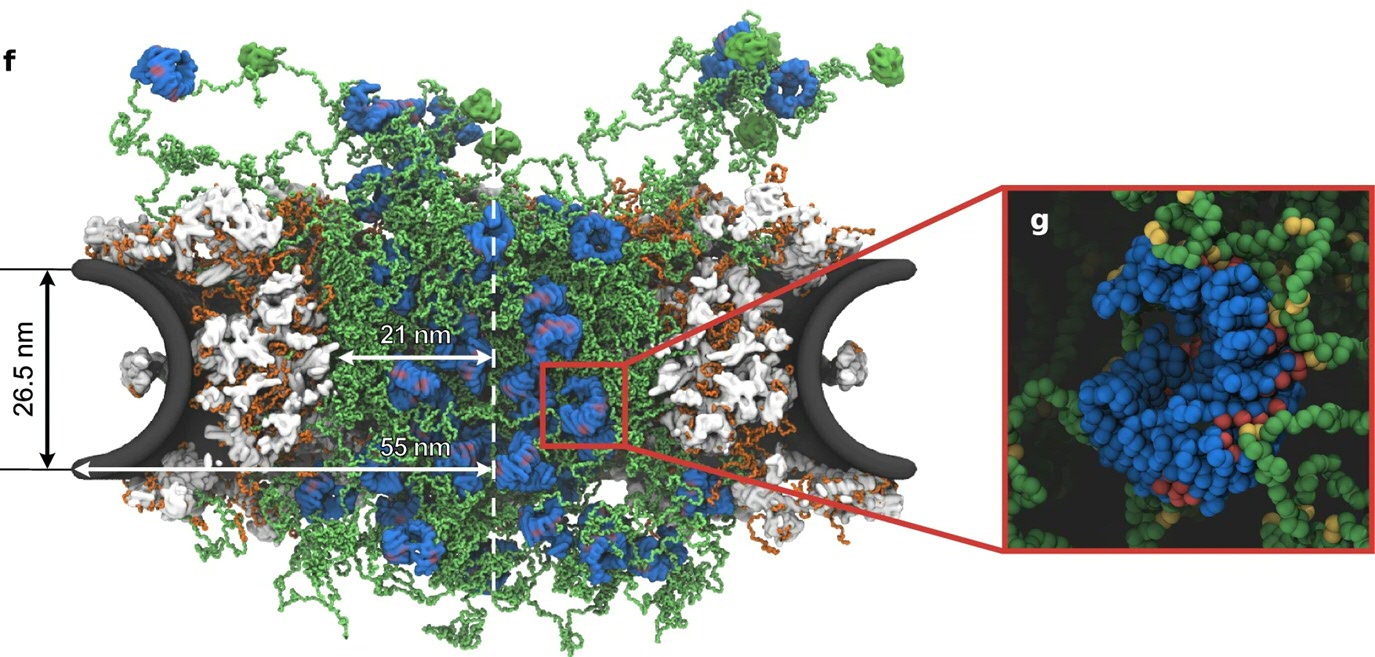 Side-view and geometric details of the single-residue computational model of the yeast NPC, including NTRs (Kap95; blue). The folded domains in the FG-Nup meshwork (green surface structures) are the β-propellers at the N-termini of the Nup159 FG domains. g Zoom in on the amino acid details of a single Kap95 protein (blue) with binding sites (red) in the FG meshwork (green) featuring FG motifs (yellow). Not shown: the blue beads include cationic, anionic, and aromatic residues, while the green beads include all 20 residues.