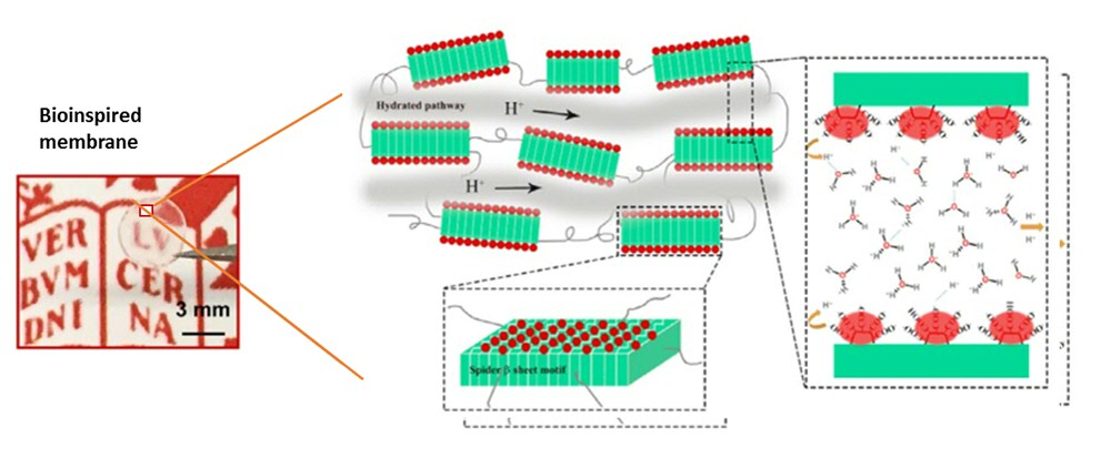 Scheme of the structure for the spider silk inspired proton conducting membrane (left). Spider silk-like beta-sheet domains assembled together (centre). Their surface is decorated by carboxylic acid groups able to release a proton at high relative humidly (right).