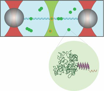 The DNA is attached between two glass beads, which are both trapped by the focused laser beam (red). The green dots are the artificial viral proteins, one of them is enlarged. The proteins light up after illumination with the green beam.