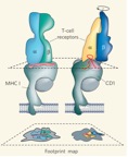 Figure 1. TCR binding to peptide-MHC and glycolipid-CD1.