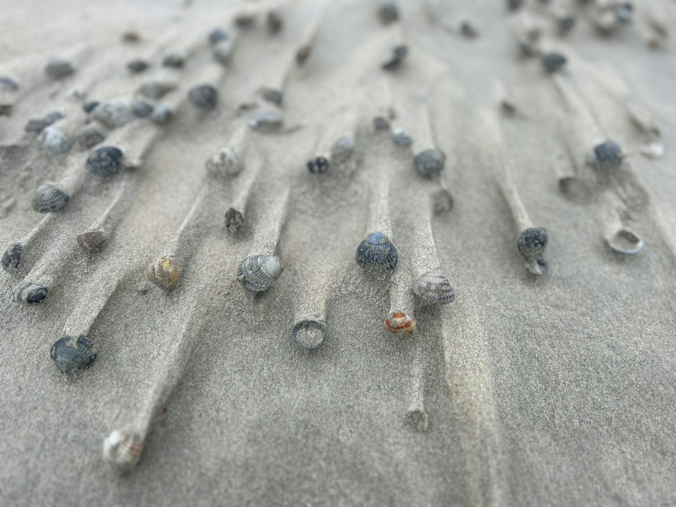 Wind sculpted sand