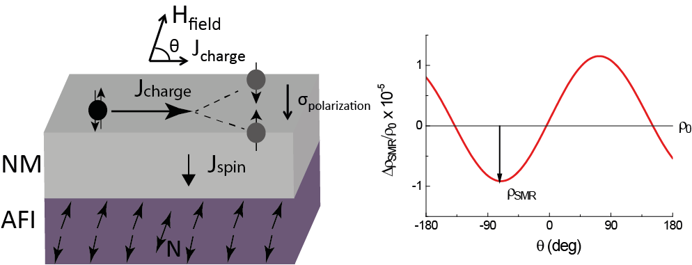 Spin transport studies on complex oxide antiferromagnets