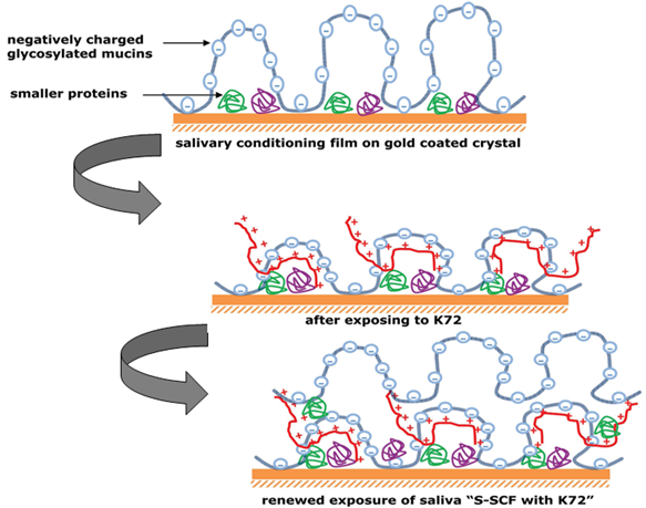 Fig. 2: Architecture of adsorbed salivary conditioning film (SCF), showing glycosylated mucins adsorbed in loops and trains over a layer of adsorbed densely packed low-molecular weight proteins. After adsorption of K72, the recombinant cationic SUP interacts with the negatively charged glycosylated mucins, causing collapse of the glycosylated structure through electrostatic interaction. After renewed exposure to saliva, the remaining positive charges in the film recruit mainly glycosylated mucins to form a soft mucinous layer over a compact SCF for improved biolubrication.