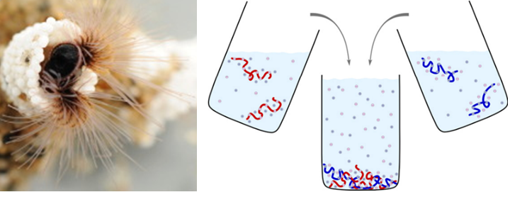 On the left a sandcastle worm is depicted that glues particles together that are provided by researchers. On the right a schematic representation of complex coacervation of polyelectrolytes is depicted: mixing oppositely charged polyelectrolytes results in a dense liquid polymer layer.