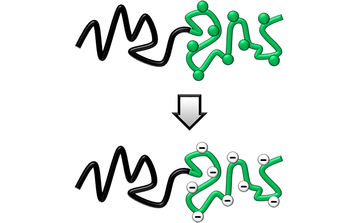 Schematic representation of a hydrophobic/protected electrolyte diblock copolymer. An external trigger will convert the protected polyelectrolyte block into a strong polyanion, thereby resulting in an amphiphilic polyanion-containing copolymer.