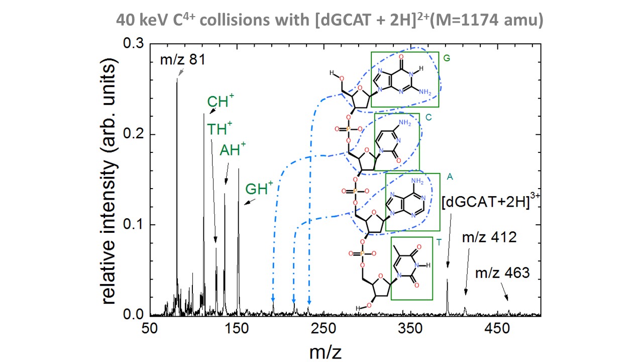 Ionizing radiation induces glycosidic bond cleavage in gas-phase DNA