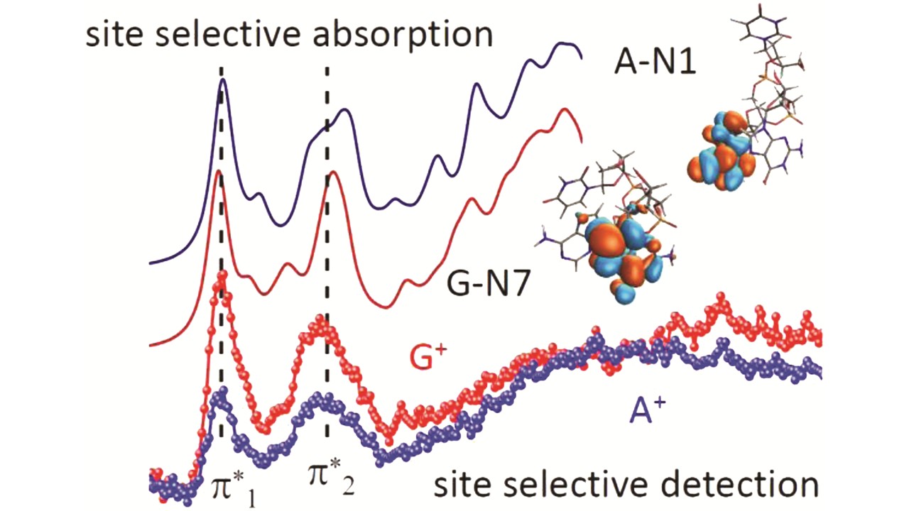 The influence of protonation on N K-edge X-ray absorption