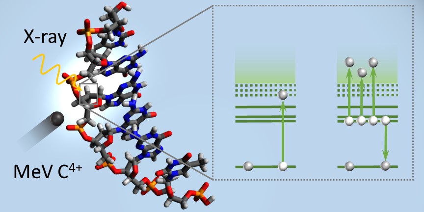 Figure 1 Schematic of X-ray and heavy ion interaction with DNA and proposed multi-electron Auger decay scheme.