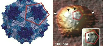 AFM imaging of a virus