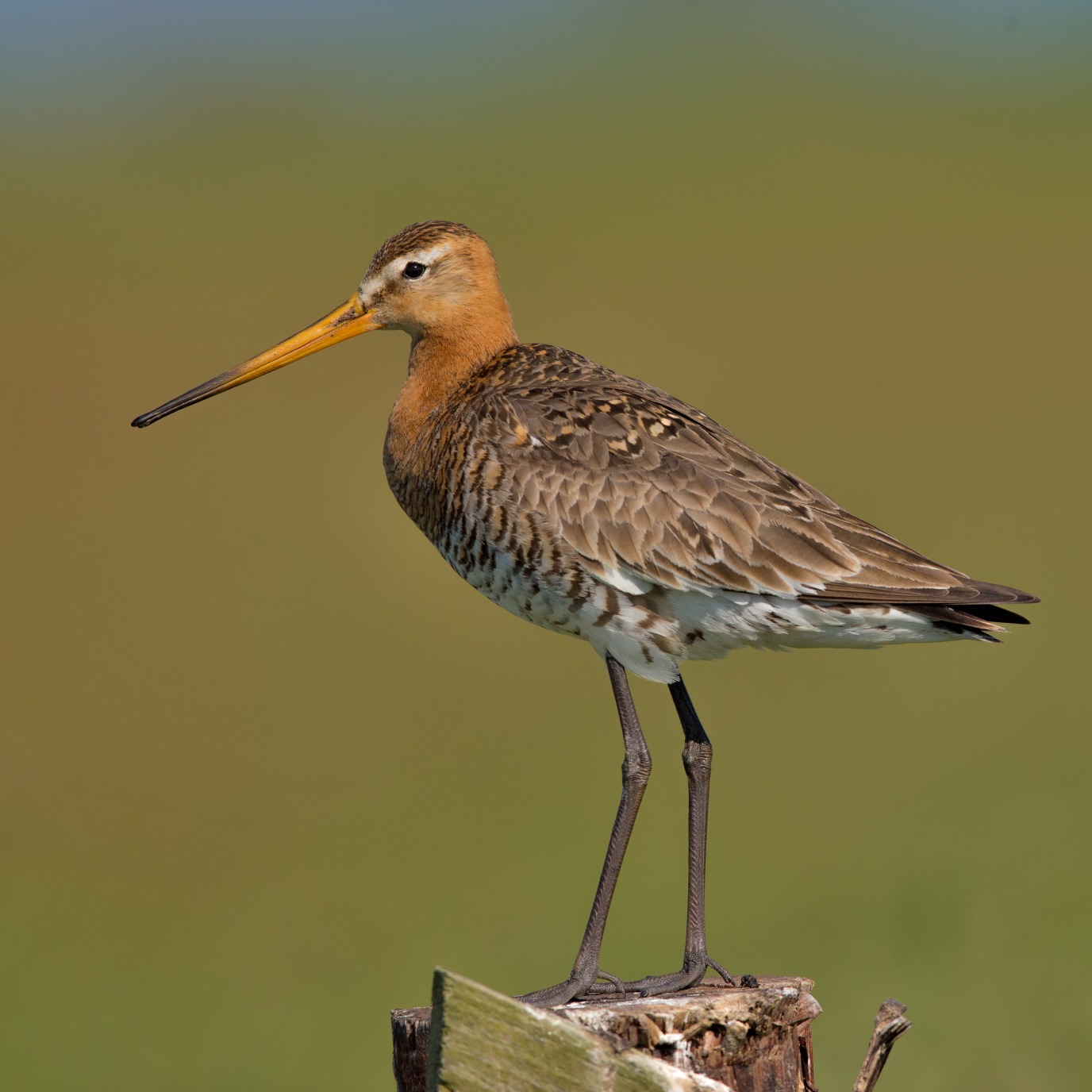 Black-tailed Godwits