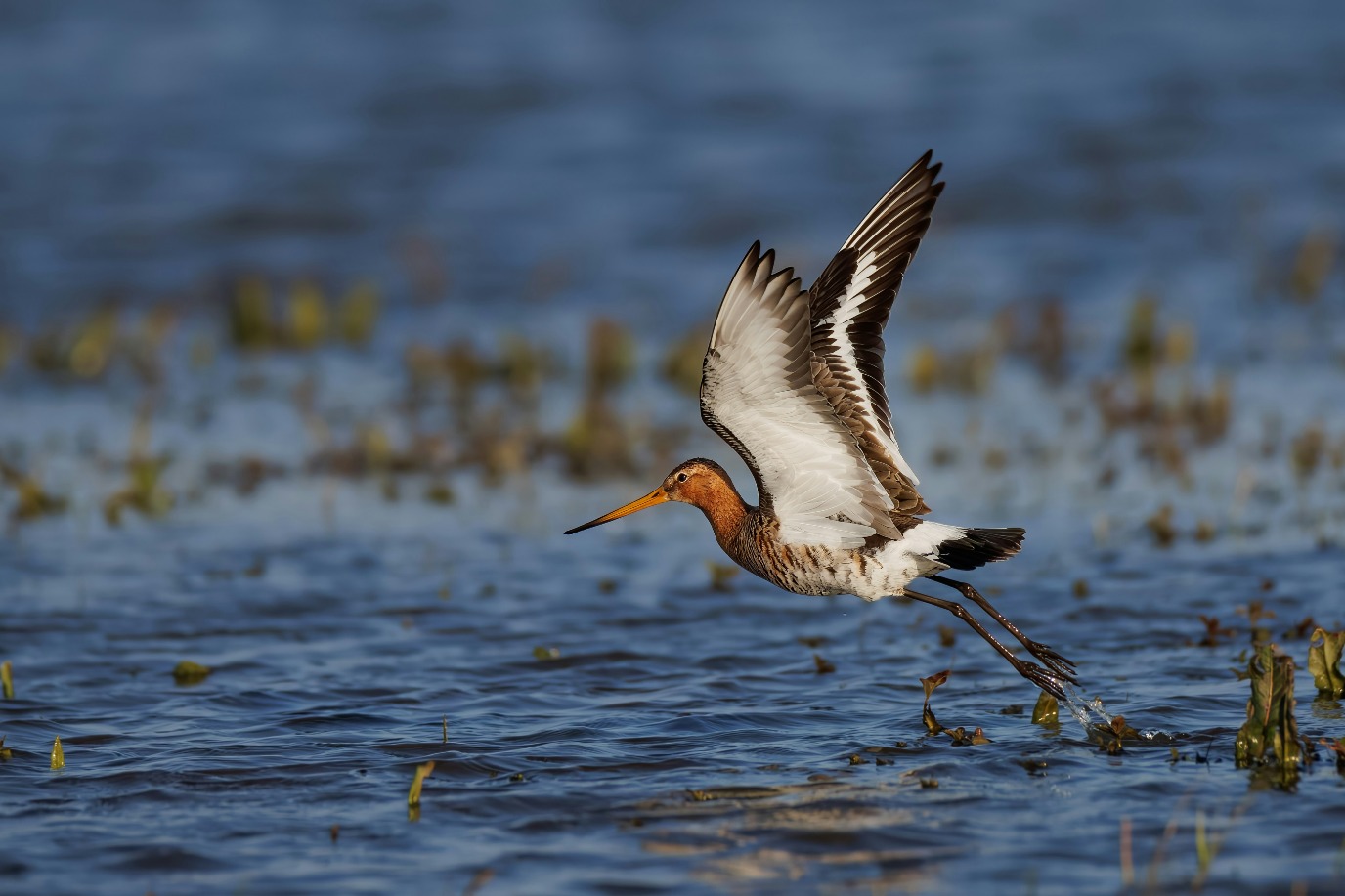 .Vogelaar. Foto: Unsplash, Vincent van Zalinge