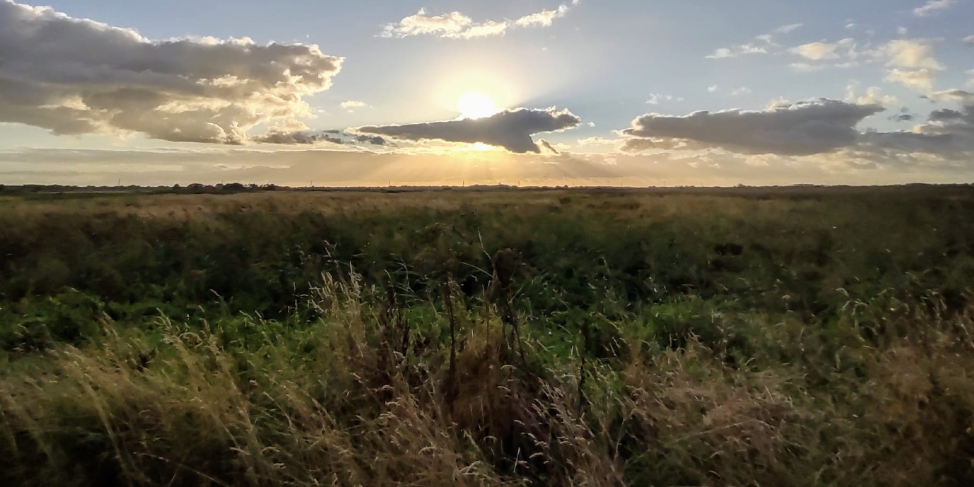 Journal of Wetlands