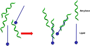 amylose inclusion complex formation