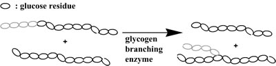 action of branching enzyme