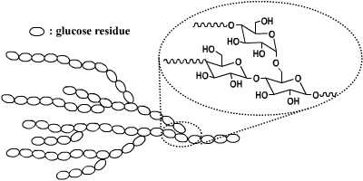Schematic representation of a part of an amylopectin molecule