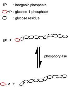 action of phosphorylase