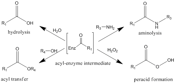 Acetylation