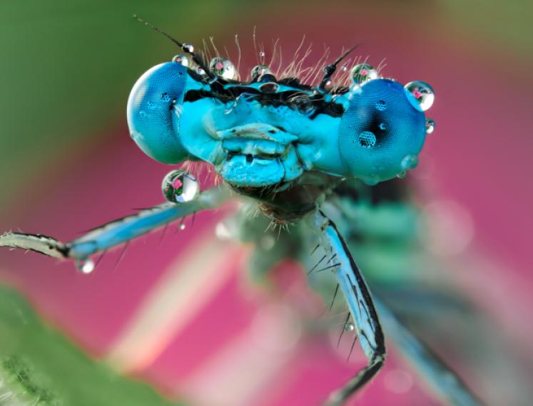 decoratieve afbeelding