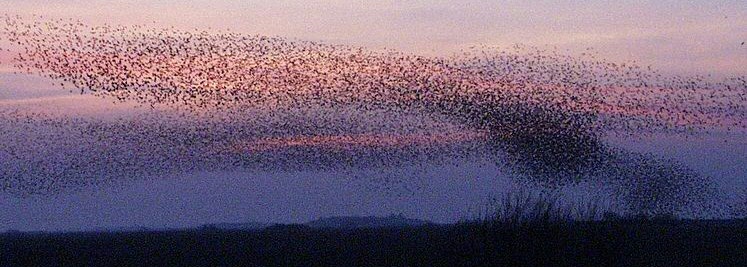 A murmuration of starlings