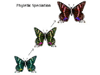 Are two very similar butterflies related and have they evolved into separate species? Or were they originally far apart and have in fact grown closer together?