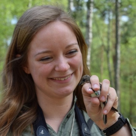 Migratory birds adapt by moving north