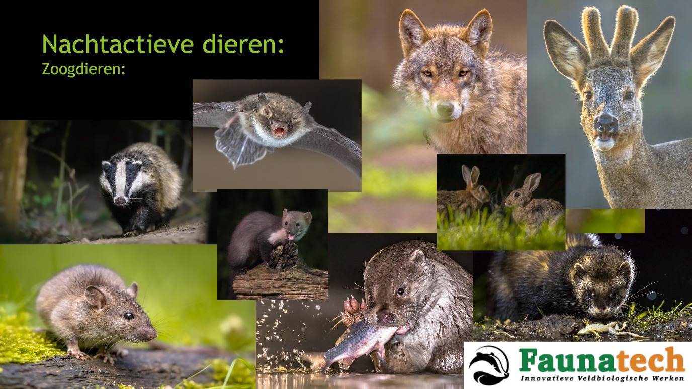 Ecoloog Rudmer Zwerver vertelt over nachtactieve dieren als de das, otter en vleermuis. | Beeld Rudmer Zwerver Faunatech