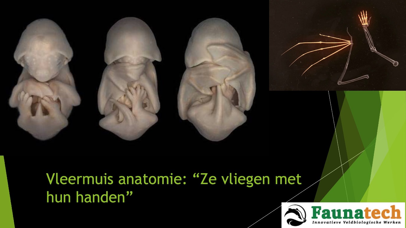 Vleermuizen vliegen met hun handen | Beeld: Rudmer Zwerver Faunatech