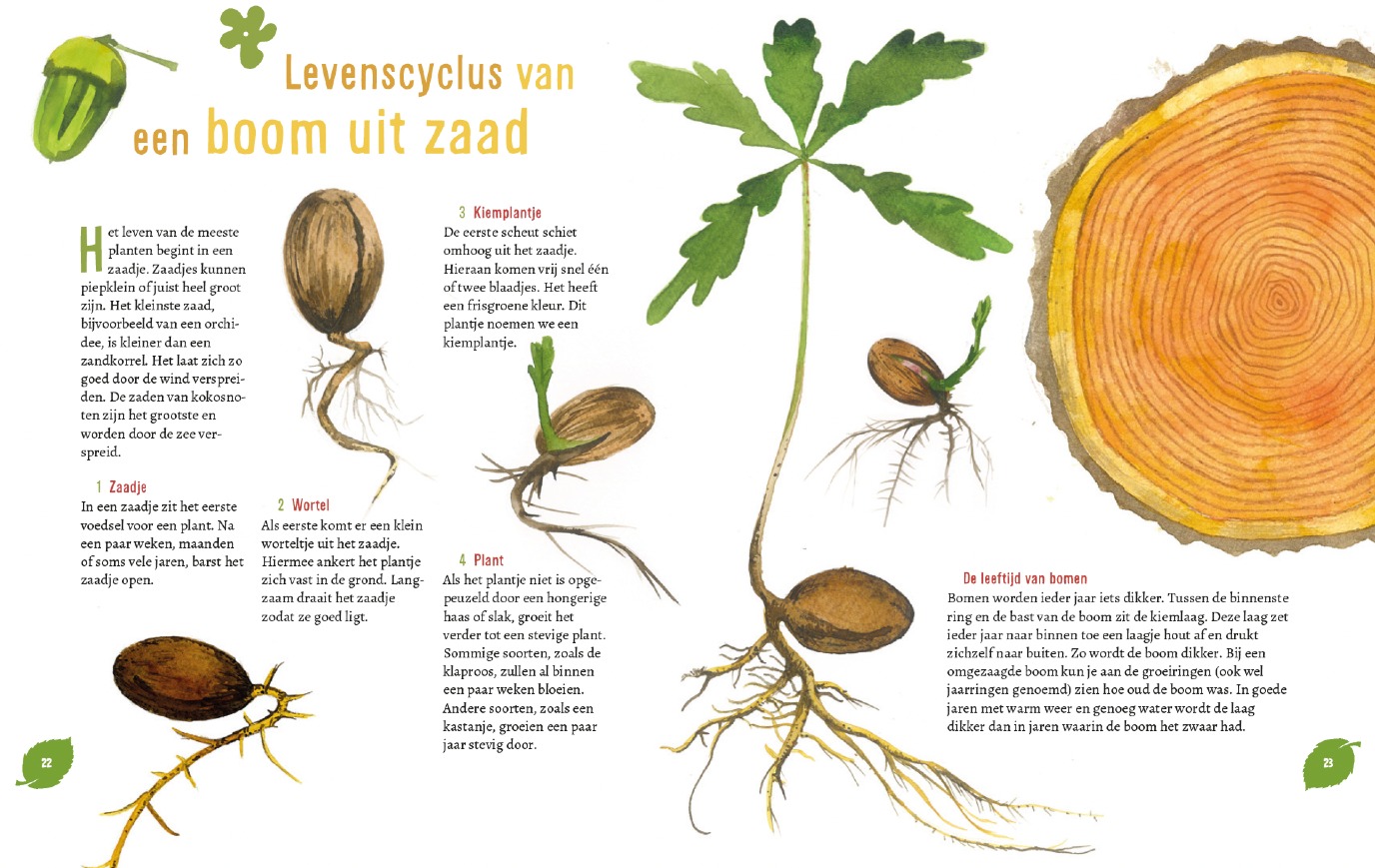 Van eikel tot eikenboom - enkele bladzijdes uit het boek | Beeld Casper van der Kooi