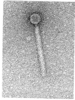 A bacteriophage (with preference for Bacillus subtilis) | Photo Dick van Elsas