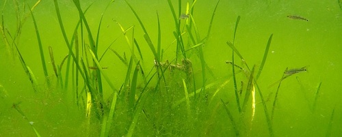 ephemeral algae in eelgrass | Photo Per-Olav Moksnes