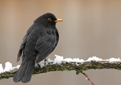 Blackbird | Photo Richard Ubels, University of Groningen