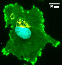 Fluorescentie microscopie opname van een dendritische cel die een schimmel heeft 'opgehapt' | Beeld F.C. Stempels