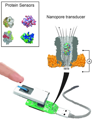 A nanopore device can contain different binding proteins. Once inside the pore, these proteins act as transducers to identify specific small molecules in a sample of body fluid. | Illustration G. Maglia, University of Groningen