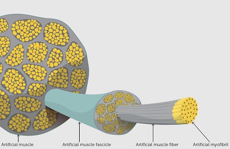 Illustration of the artificial muscle | Illustration MAGNIFY