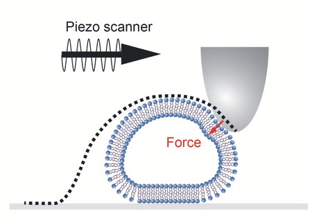 Use of the Atomic Force Microscope to investigate exosomes | Illustration ZiAM/University of Groningen