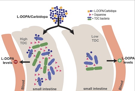Illustration of the conclusion: the presence of more bacteria producing the tyrosine decarboxylase (TDC) enzyme means less levodopa in the bloodstream. | Illustration S. El Aidy