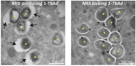 Electron microscopy pictures showing the bacteria (*) producing 1-TbAd are surrounded by a swollen phagosome (big arrows, left picture) and bacteria not producing 1-TbAd are surrounded by tight phagosomes (small arrows, right picture). | Illustration Buter et al. / Nature Chemical Biology