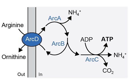 Production of ATP powered by arginine breakdown | Illustration B. Poolman / University of Groningen
