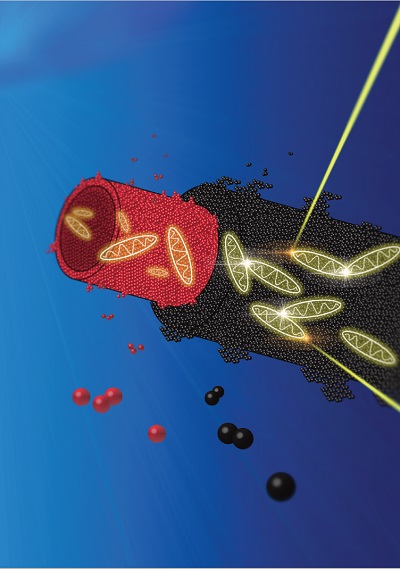 The artificial light harvesting nanotube | Illustration Dina Maniar