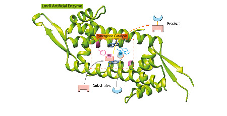 This illustration shows the structure of the LmrR protein (green), with the added catalytic groups binding to substrate. | Illustration Reuben Leveson-Gower