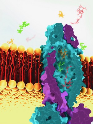 Reconstructie van het vitamine B12 transporsyseem in Mycobacterium tuberculosis, gebaseerd op  cryo-EM beelden. | Illustratie Greg Stewart/SLAC National Accelerator Laboratory