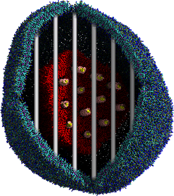 Weergave van een lipoplex gevangen in een endosoom. Het DNA (geel/roze staafjes) kan alleen ontsnappen na fusie van het lipoplex (rood) met de membraan van het endosoom (blauw). | Illustratie Marrink Lab, RUG