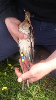 Godwit with colour rings and geolocator | Photo Mo Verhoeven