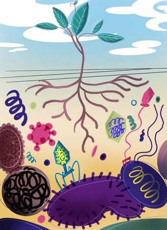 Illustratie van de rhizosfeer, met bacteriën (paarse en blauwe staafjes) en bacterievirussen (zeskantige structuren). Bacterievirussen dragen genetisch materiaal (spiralen) binnen hun (zeshoekige) mantel dat ze in de bacterie spuiten, zodra ze op een gastheer vastzitten.| Illustratie Akbar Adjie Pratama