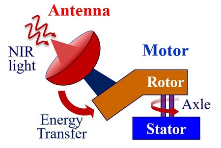 Illustratie van de motor (stator en rotor, rechts) en de antenne die nabij-infrarood licht opvangt en doorgeeft aan de as. | Illustratie Nong Hoang en Lukas Pfeiffer